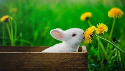 开云体育官网-职业联赛多支队伍经营难以为继，职业联赛的意义